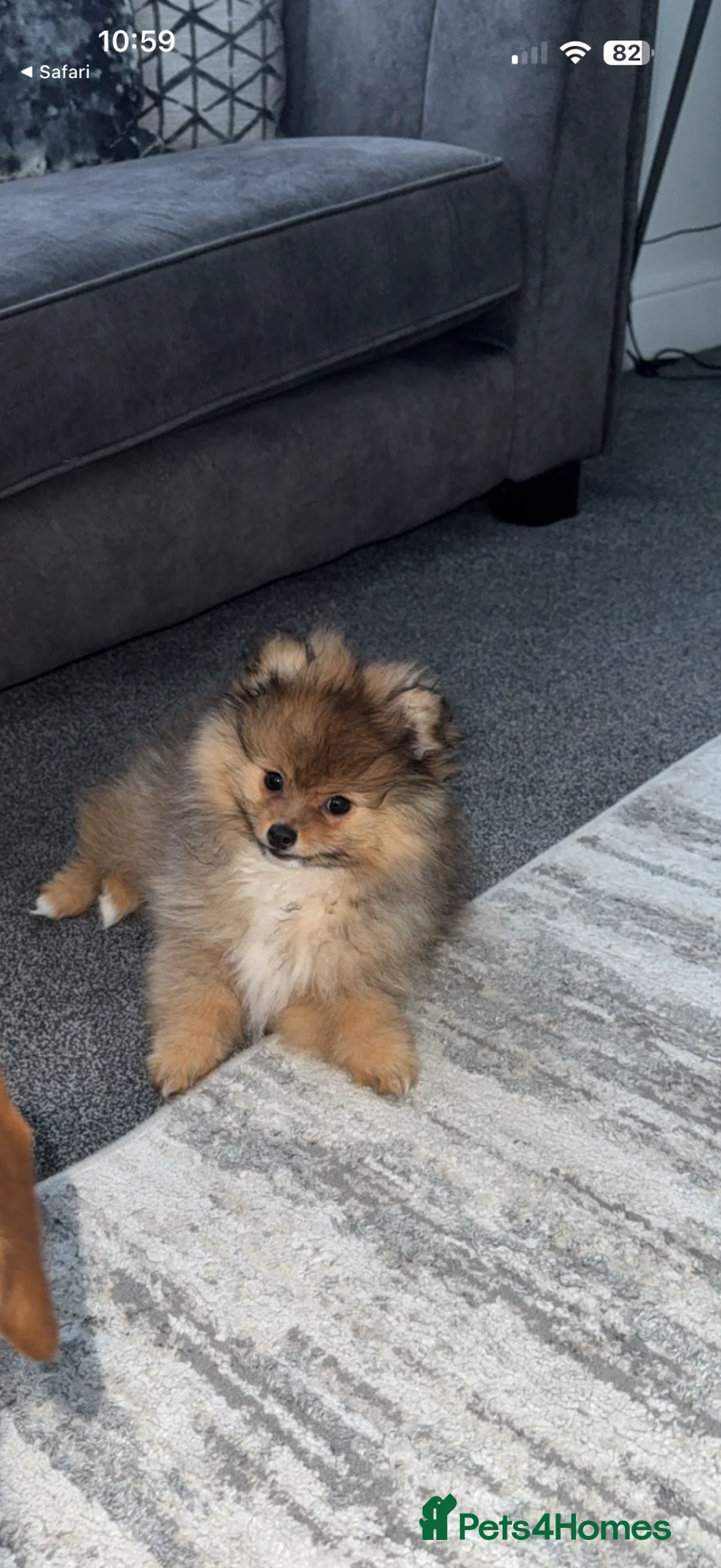 Pomeranian dogs for sale: 11 week old Pomeranian  - Advert 1