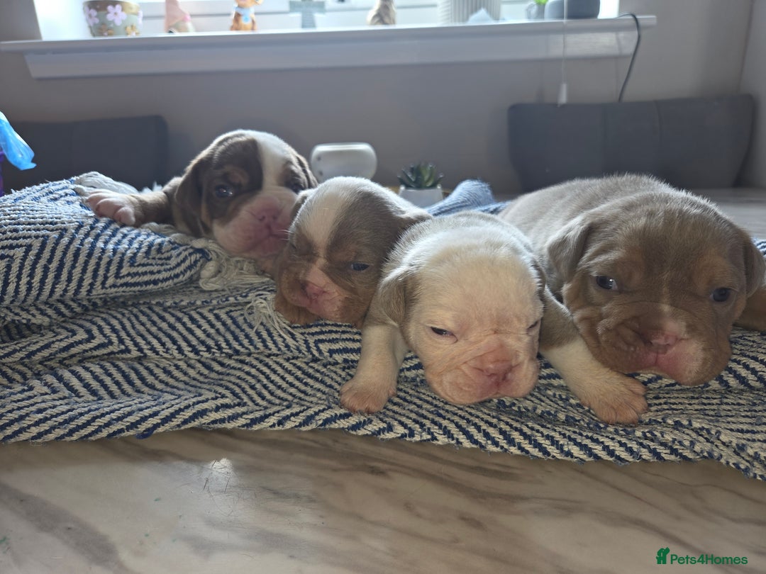 English Bulldog dogs for sale: Beautiful New english bulldogges  - Image 10