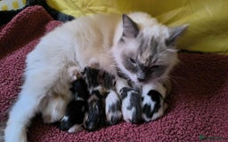 Mixed Breed cats for sale: Mix Ragdoll /Domestic cat  - Image 3