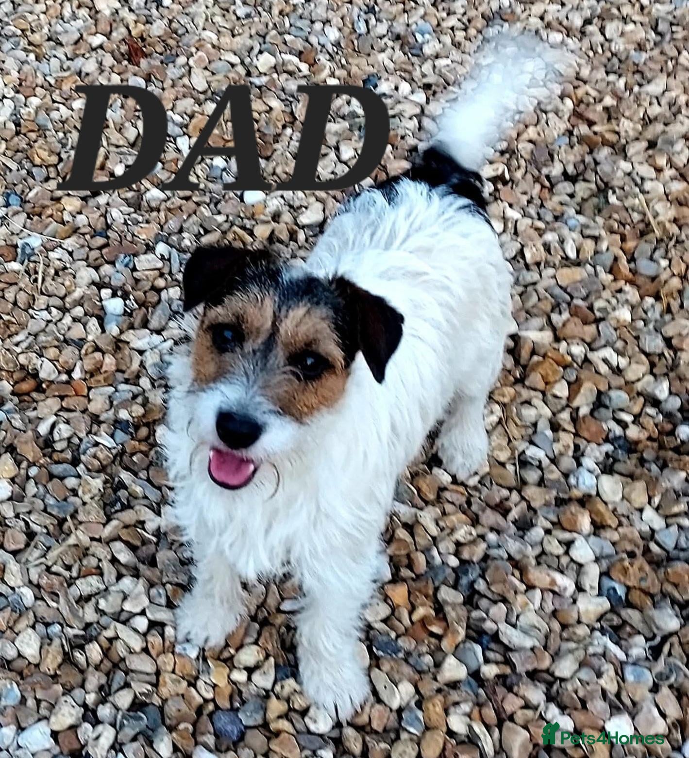 Jack Russell dogs Jack Russell Pups - Advert 2