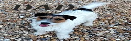 Jack Russell dogs for sale: Jack Russell Pups - Advert 2