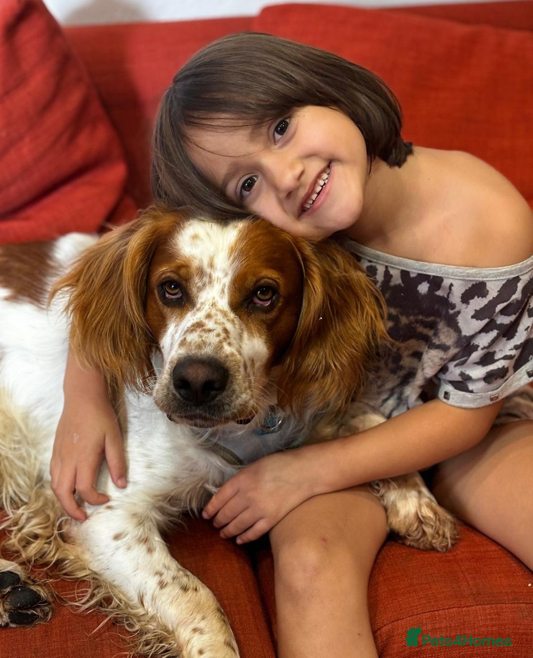 Brittany Spaniel dogs for adoption: Ronnie, 3-year old Brittany male - Advert 5