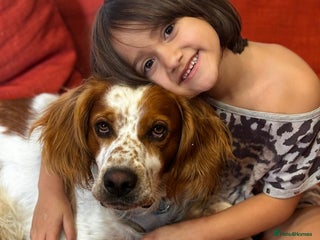 Brittany Spaniel dogs Ronnie, 3-year old Brittany male - Advert 1