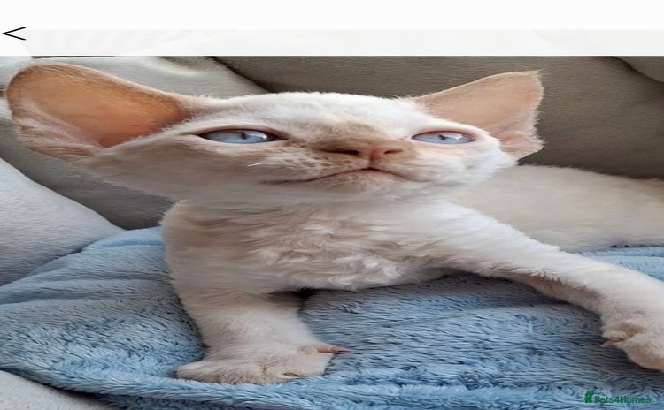 Devon Rex cats - Advert 1