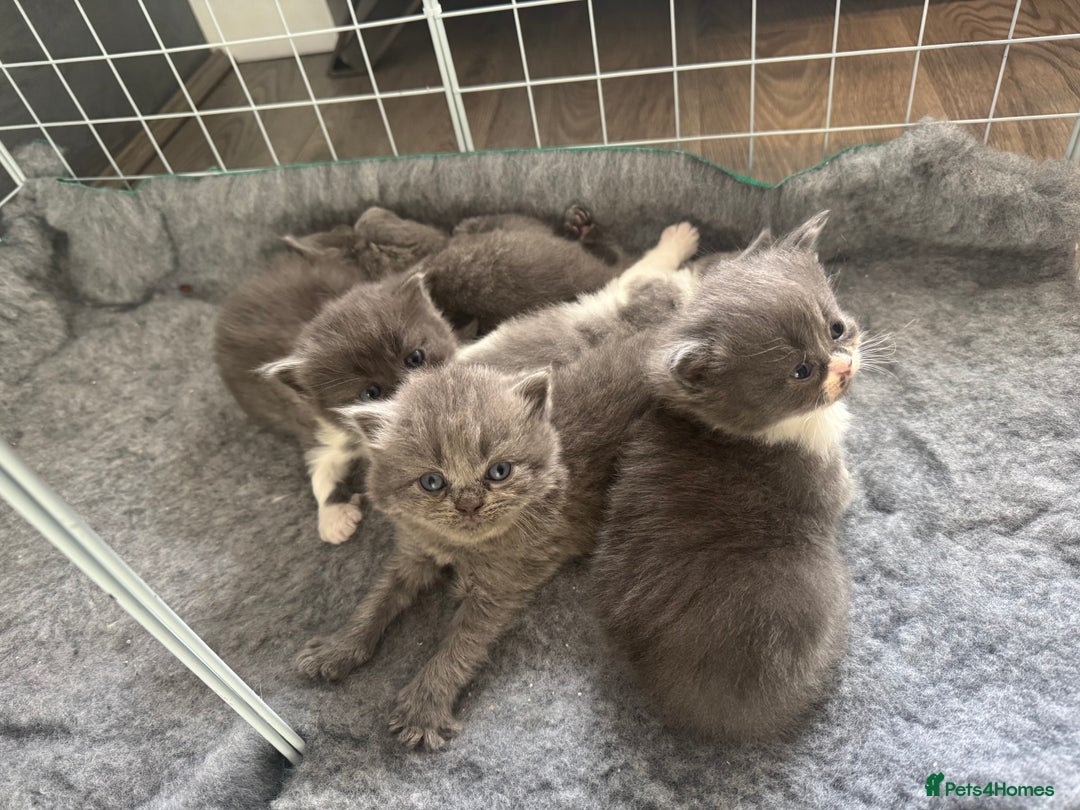 British Longhair cats for sale: Beautiful British long hair kittens  - Image 2