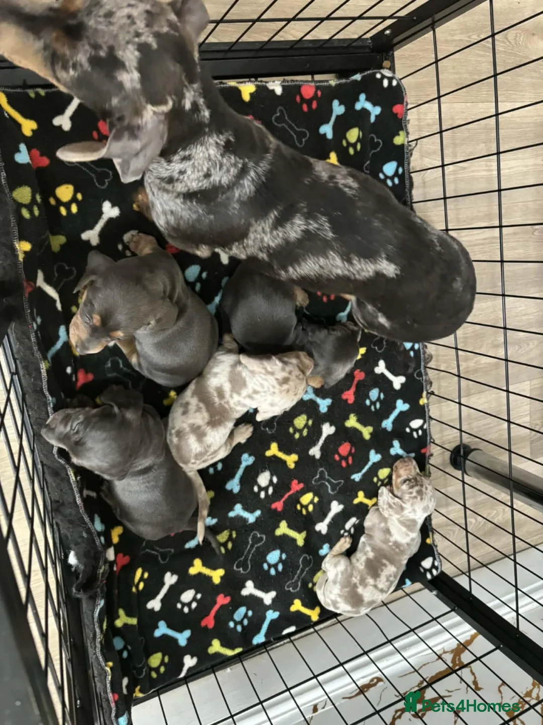 Miniature Dachshund dogs for sale: 3 BEAUTIFULL MINIATURE DACHSHUNDS - Advert 2