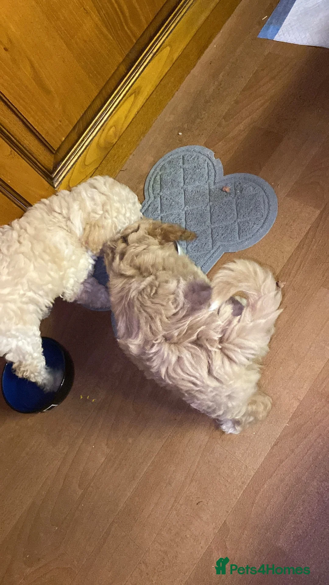 Mixed Breed dogs for sale: Tibetan x poodles  - Advert 2