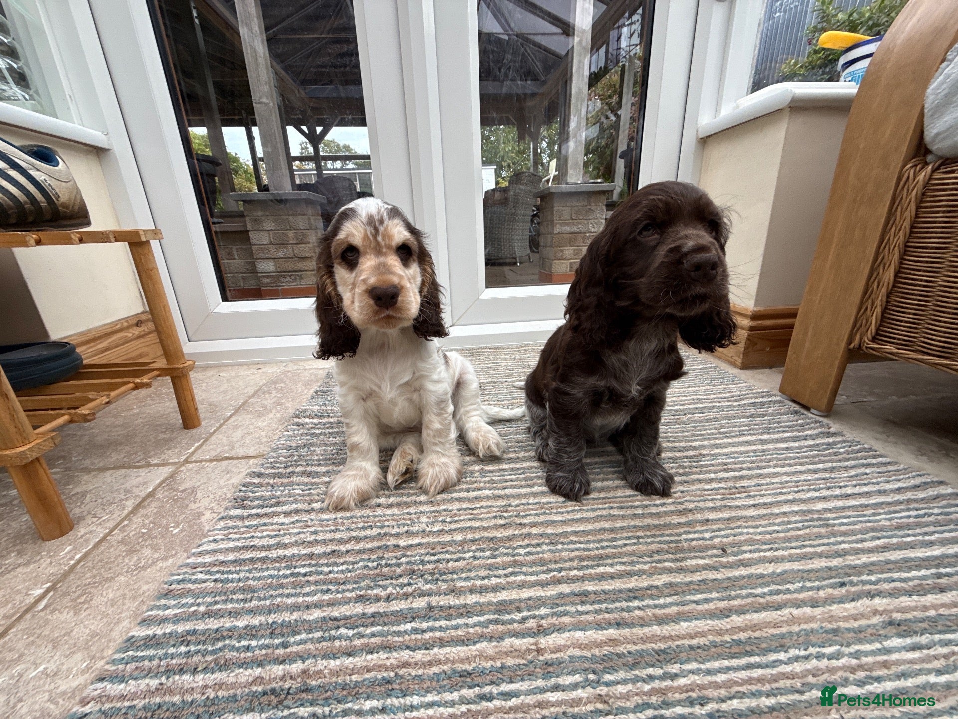 Cocker Spaniel dogs for sale: KC registered Show Cocker Spaniels only 2 left - Advert 1