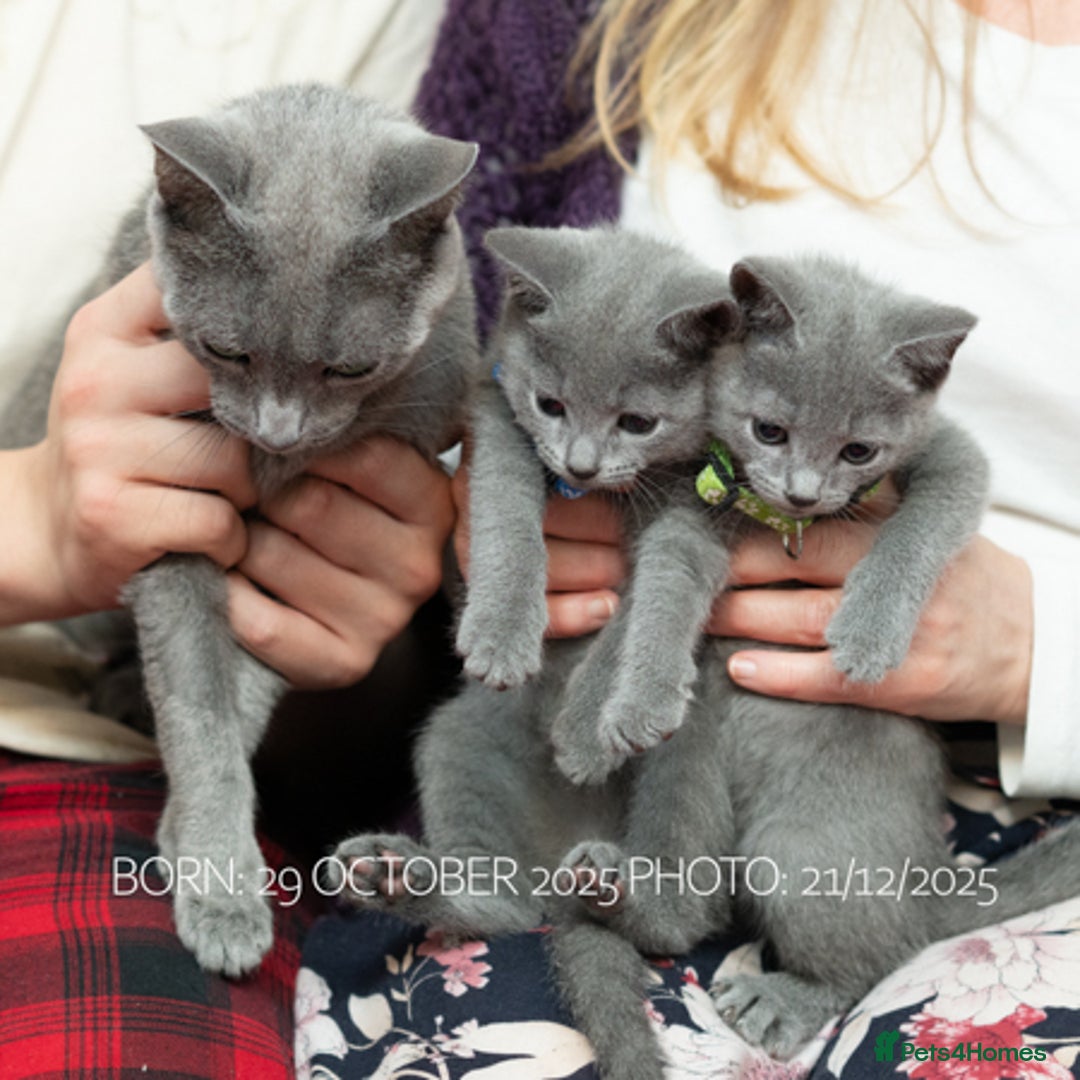 Russian Blue cats for sale: Russian Blue Kittens. Pedigree. - Advert 3