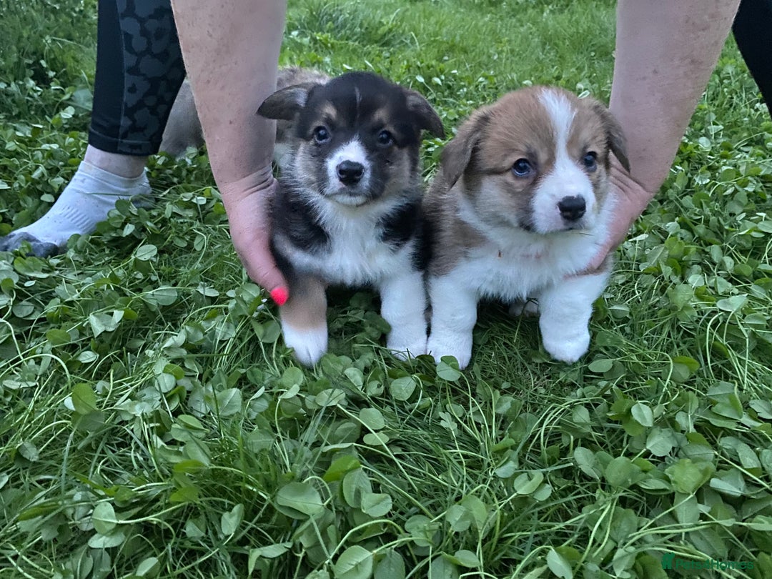 Welsh Corgi Pembroke dogs for sale: Champion Bloodline KC reg puppies - Image 16