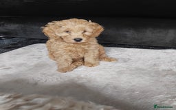 Cockapoo dogs for sale: Cockapoo female puppy  - Image 9