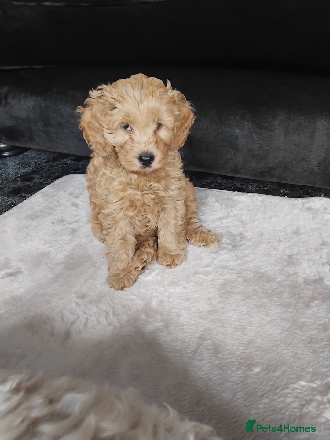 Cockapoo dogs for sale: Cockapoo female puppy  - Image 9