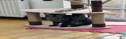Bengal cats for sale: Beautiful 11-Month-Old Bengal Cat  in Wallington - Advert 2