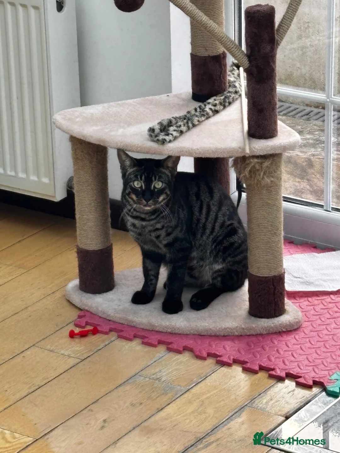 Bengal cats for sale: Beautiful 11-Month-Old Bengal Cat  in Wallington - Advert 2