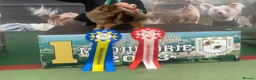 Pomeranian dogs for sale: Royal Kennel Club reg show Pomeranian puppies - Advert 4