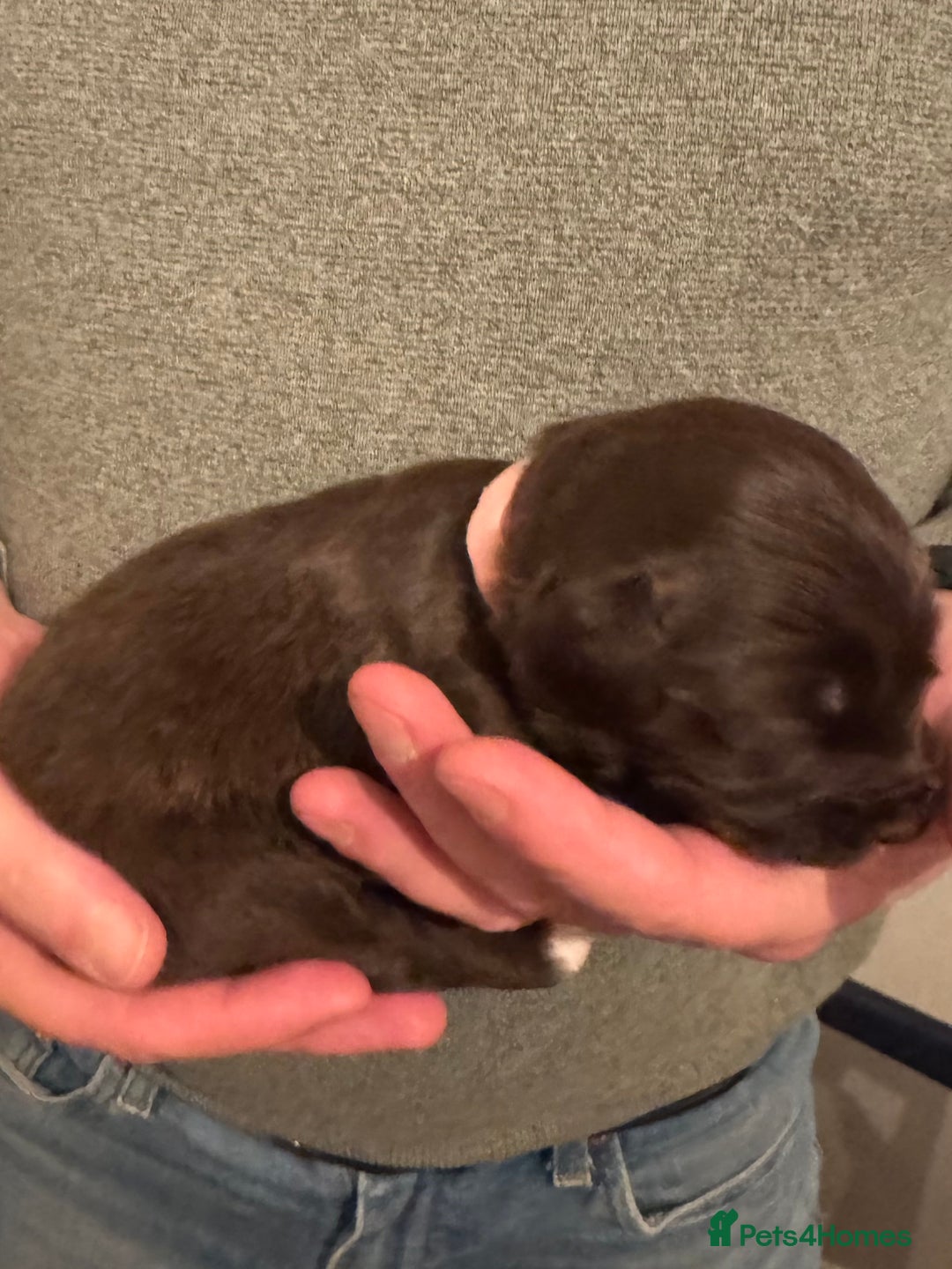 Bordoodle dogs for sale: 🐾 Beautiful Bordoodle Puppies Available 🐾 - Advert 14