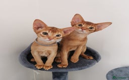 Abyssinian cats for sale: Available NOW 🤩Abyssinian kittens 😍 in Lincoln - Image 7