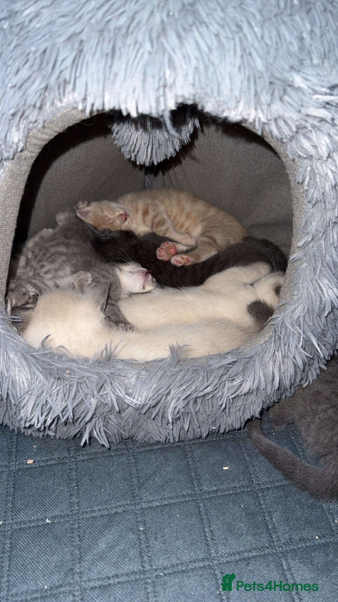 Ragdoll cats for sale: Ragdoll x main coon x British shorthair mix  - Image 30