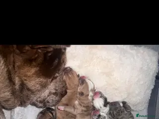 Mixed Breed dogs Pug x Chow Chow - Advert 1