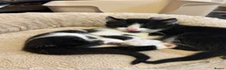 Mixed Breed cats for sale: Beautiful Tuxedo Kittens - Extraordinary Whiskers - Advert 4
