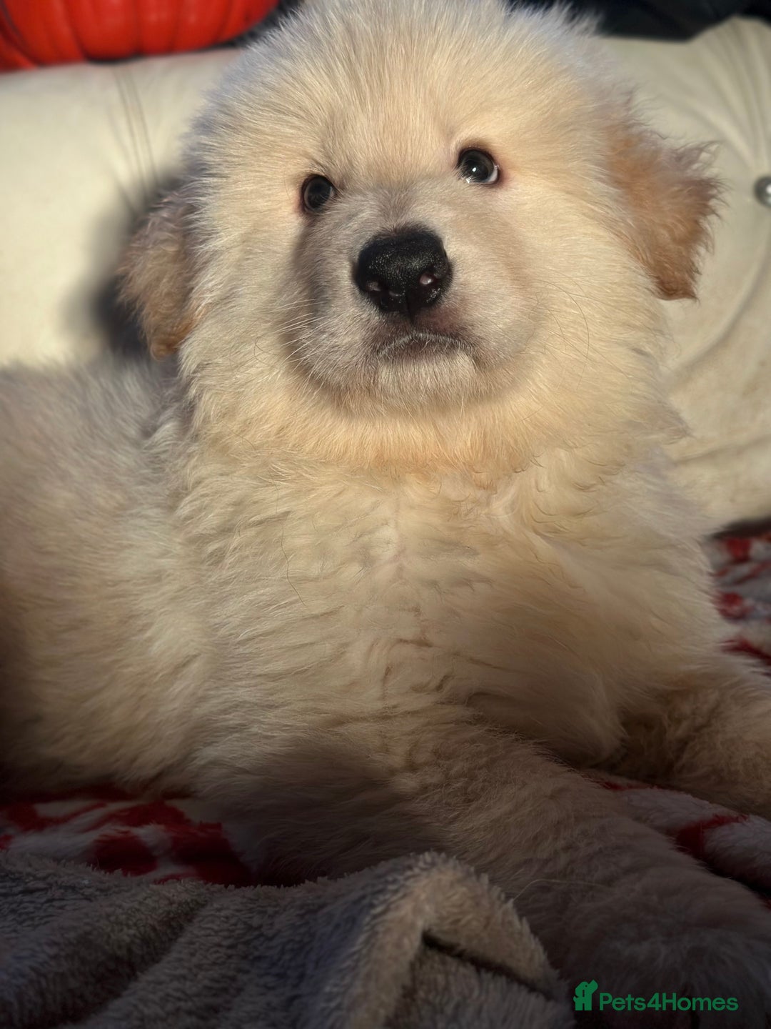 German Shepherd dogs for sale: German shepard pups black tan girl  reduced - Advert 13