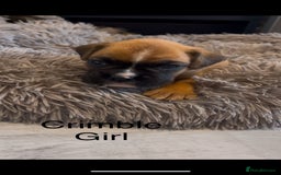Boxer dogs for sale: Beautiful Boxer Puppies  🐾 - Image 23