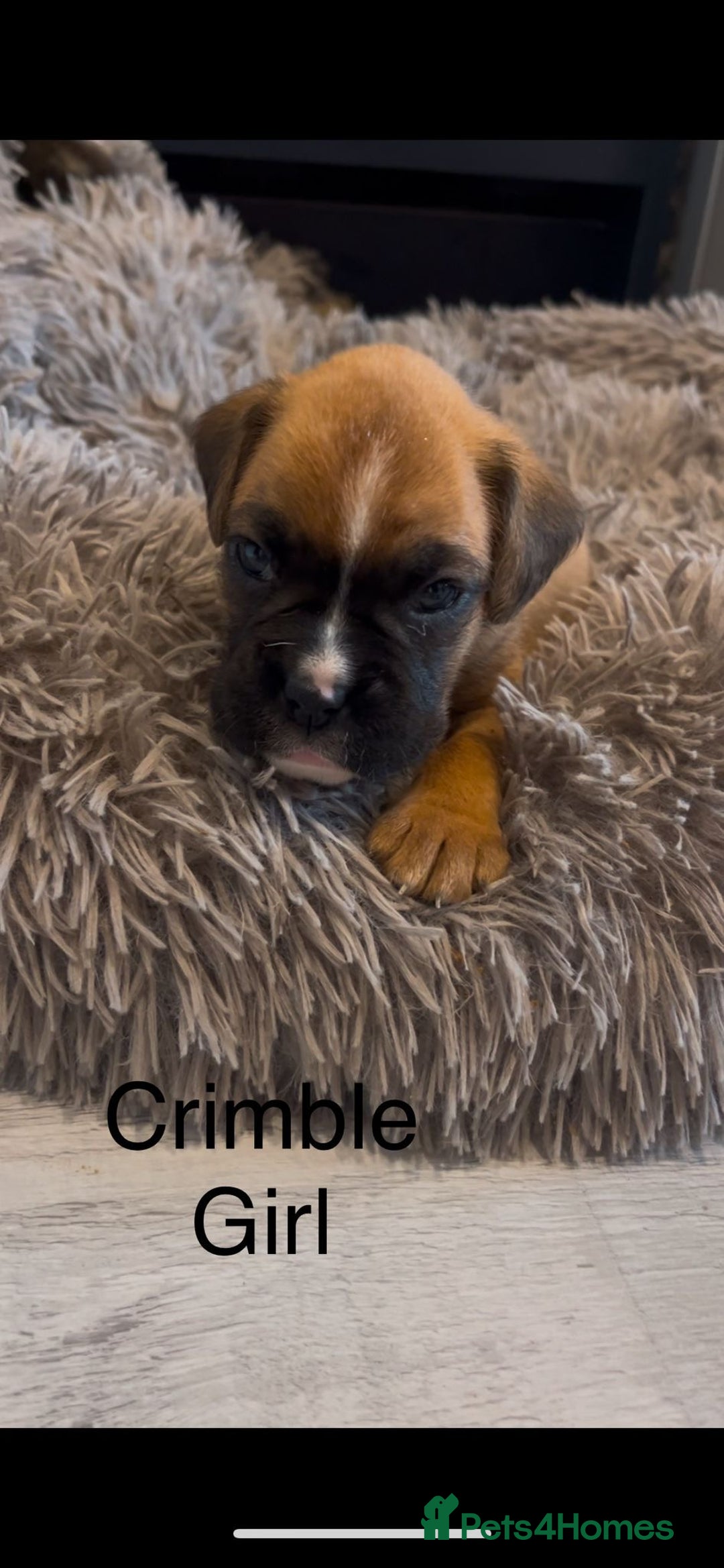 Boxer dogs for sale: Beautiful Boxer Puppies  🐾 - Image 23