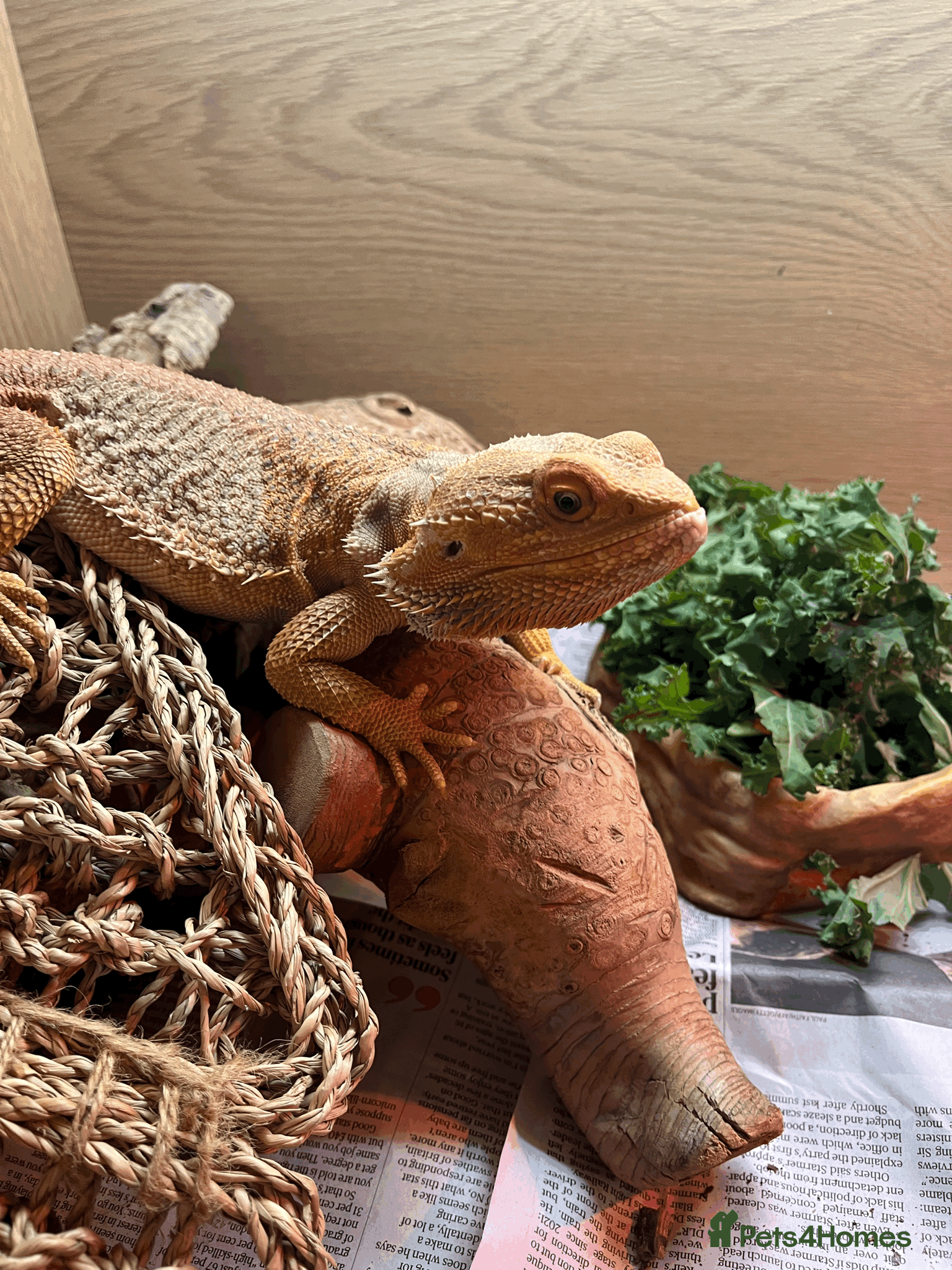 Bearded Dragon reptiles for sale: Bearded Dragon for Sale - Advert 1