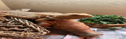 Bearded Dragon reptiles for sale: Bearded Dragon for Sale in Banbury - Advert 1