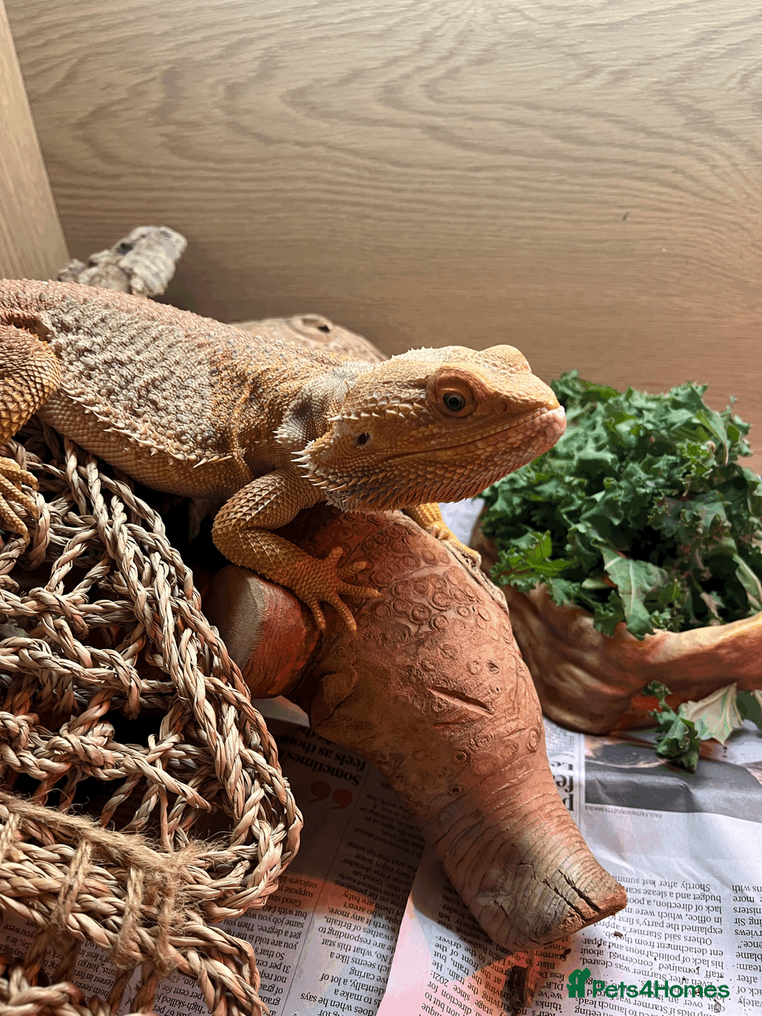 Bearded Dragon reptiles for sale: Bearded Dragon for Sale in Banbury - Advert 1