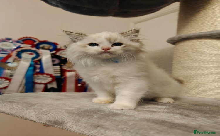 Ragdoll cats - Advert 5