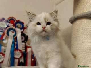 Ragdoll cats - Advert 3