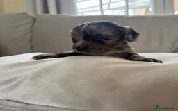 Cocker Spaniel dogs for sale: DNA Health Tested Merle Cocker Spaniel Puppies - Image 1