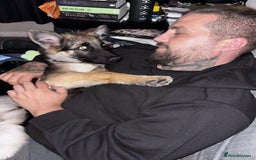 German Shepherd dogs for sale: Female German Shepherd  - Advert 5