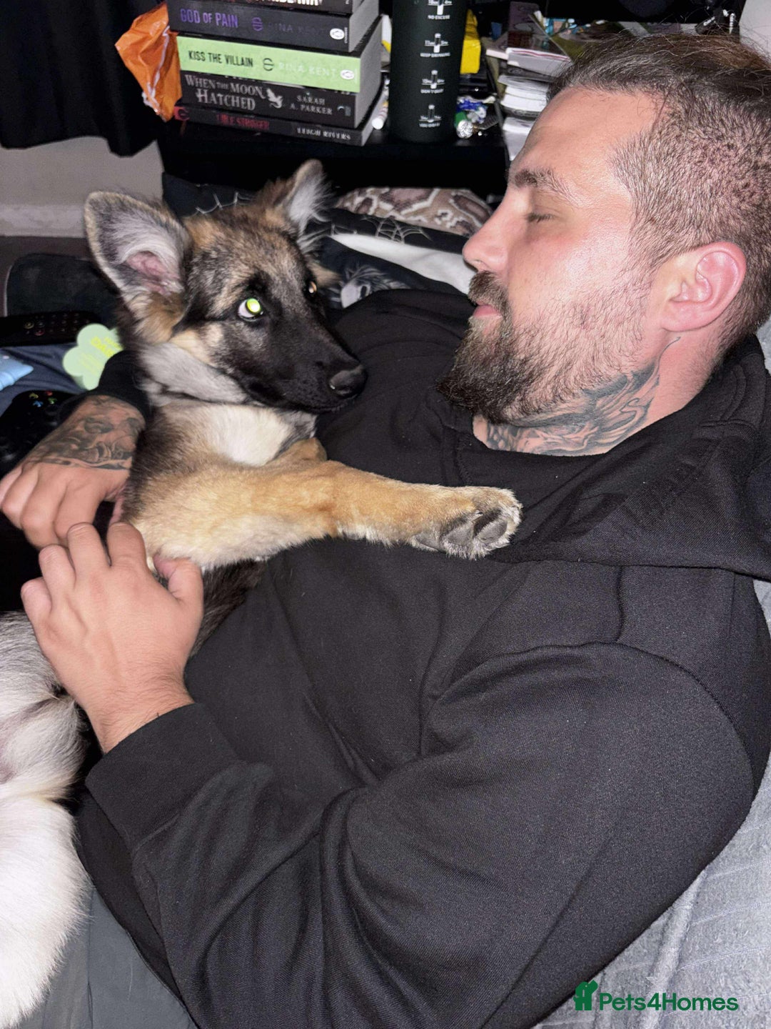 German Shepherd dogs for sale: Female German Shepherd  - Advert 5