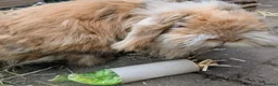 Lionhead rabbits for sale: Two lionhead rabbits brother and sister in Rotherham - Advert 8