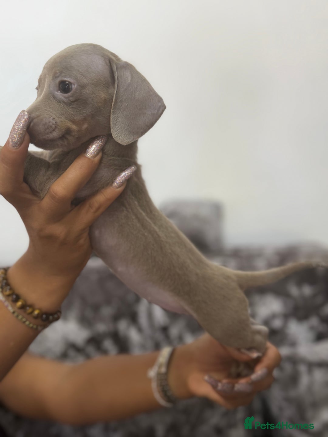 Miniature Dachshund dogs for sale: 7 stunning miniature dachshund puppies - Image 27