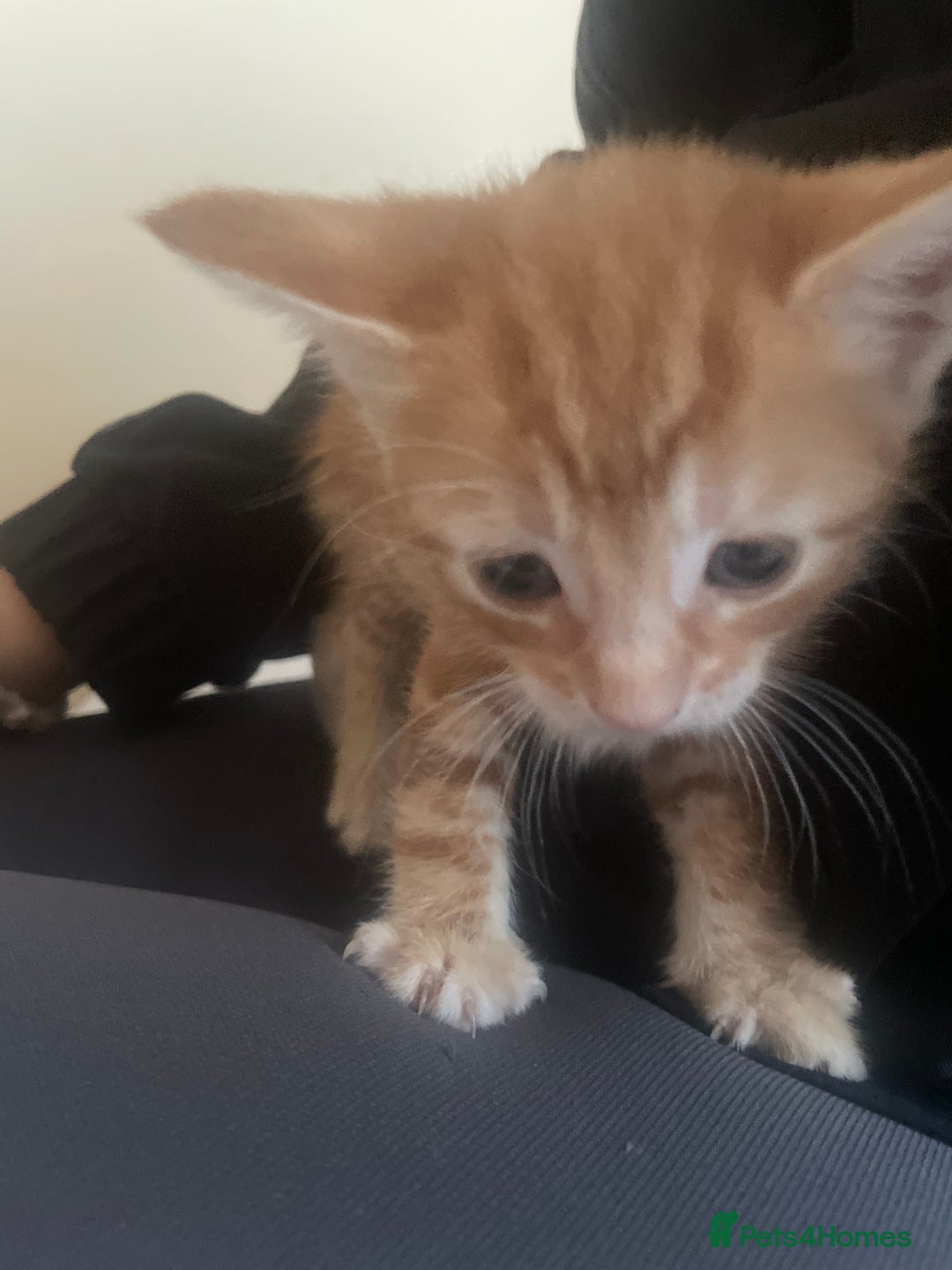 European cats for sale: Kittens for sale  - Image 9
