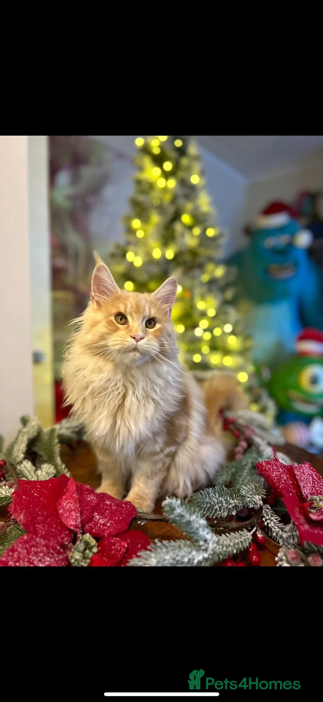 Maine Coon cats for sale: Stunning 2yr Pedigree Maine Coon Girl in Brentwood - Advert 1