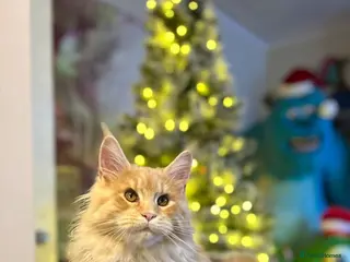 Maine Coon cats Stunning 2yr Pedigree Maine Coon Girl - Advert 7