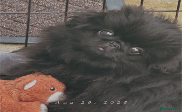 Pekingese dogs - Advert 1