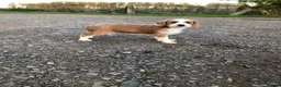 Jackapoo dogs for sale: FULLY VACCINATED AND HEALTH CHECKED JACKAPOO - Advert 4