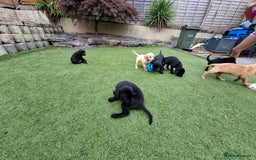 Labrador Retriever dogs for sale: Labrador Puppies - Image 3
