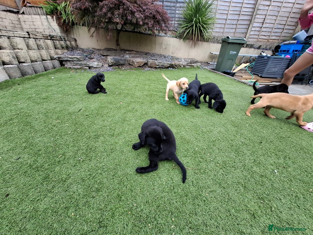 Labrador Retriever dogs for sale: Labrador Puppies - Image 3