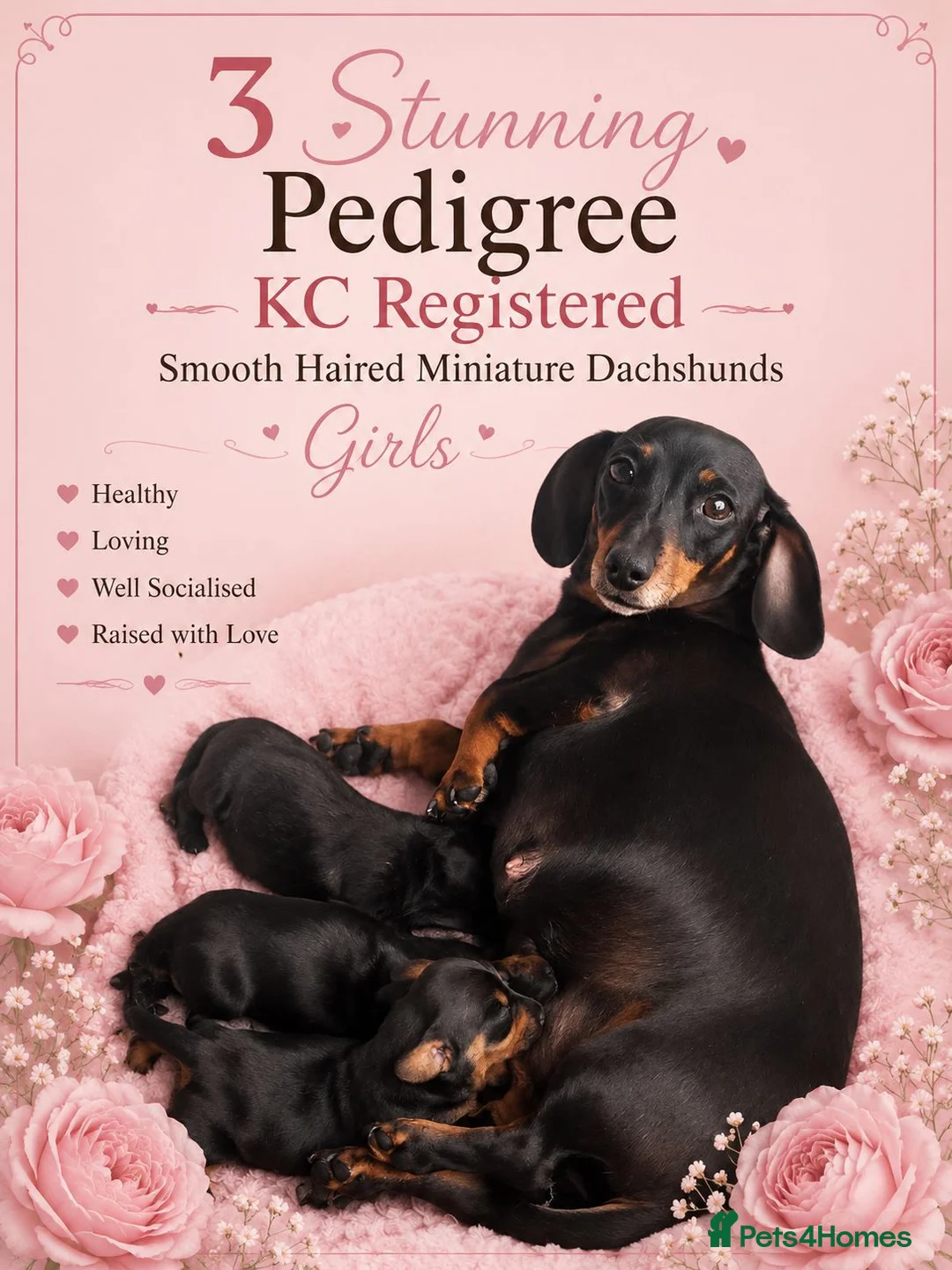 Miniature Dachshund dogs for sale: 🩷Pedigree KC Registered Miniature Dachshunds🩷 - Advert 2