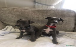 Whippet dogs for sale: Whippet puppies  - Image 3