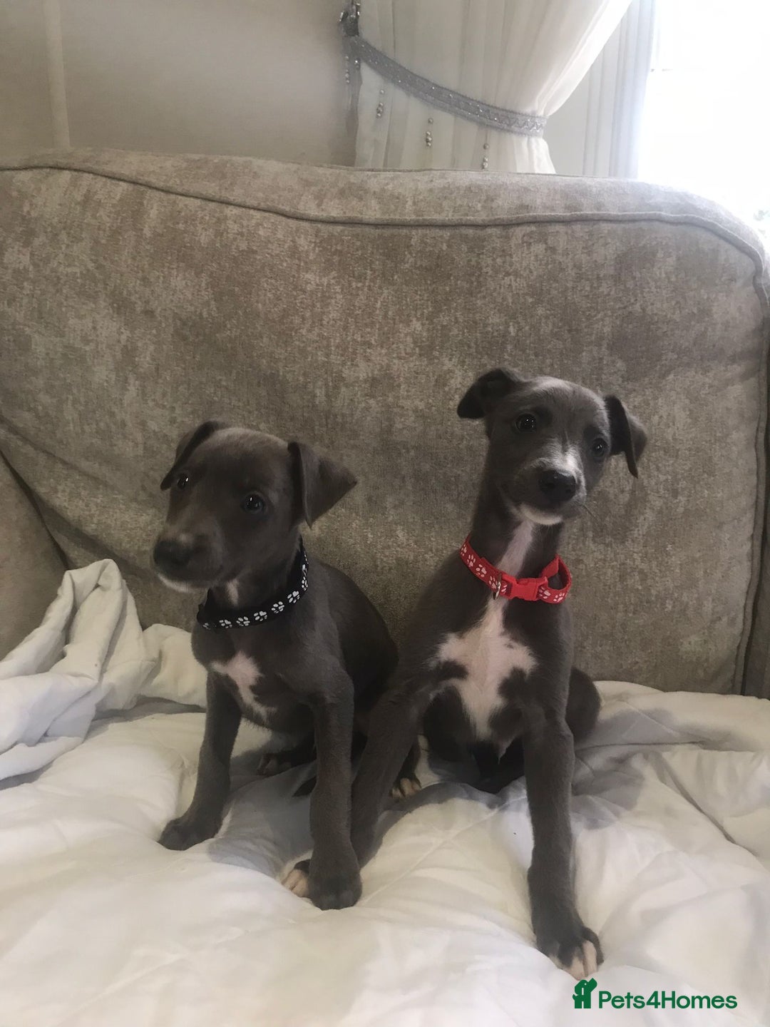 Whippet dogs for sale: Whippet puppies  - Image 3