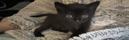 Mixed Breed cats for sale: Beautiful kittens in Bognor Regis - Advert 3