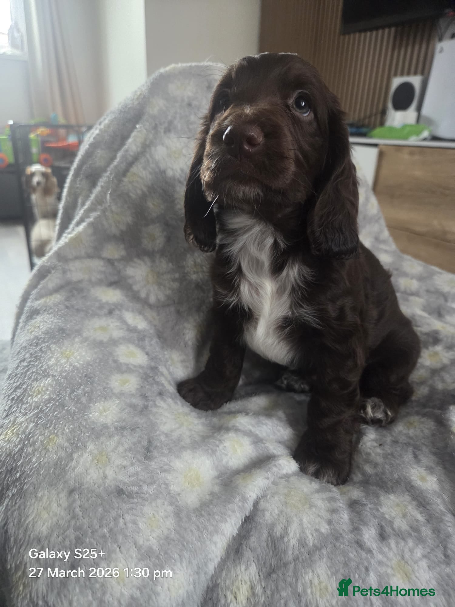 Cocker Spaniel dogs Beautiful Working Cocker Spaniel Puppies X5 - Advert 2
