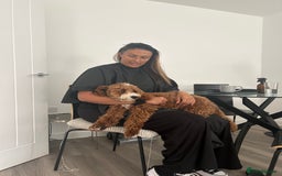 Cavapoo dogs for sale: 5 month old Trained stunning Cavapoo  - Image 1
